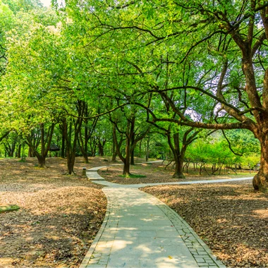 A winding path through a green park