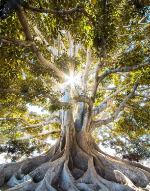 Sunlight falling through the roots of a tree