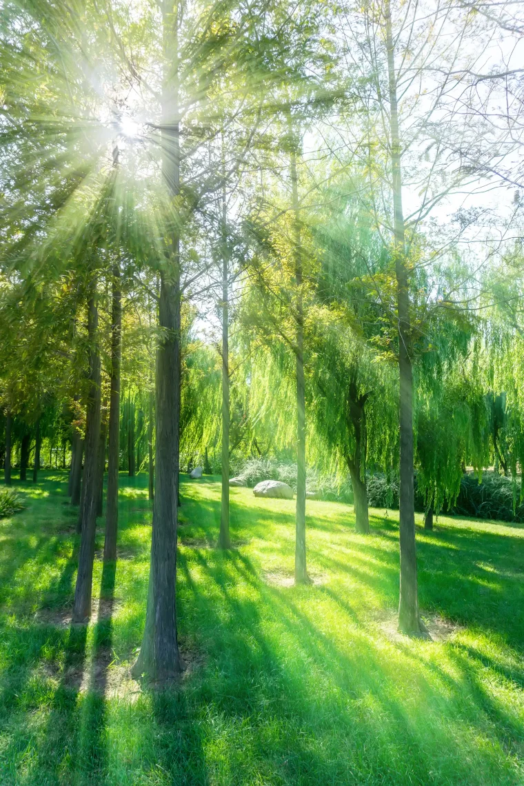 Sunlight streaming through trees in a green park
